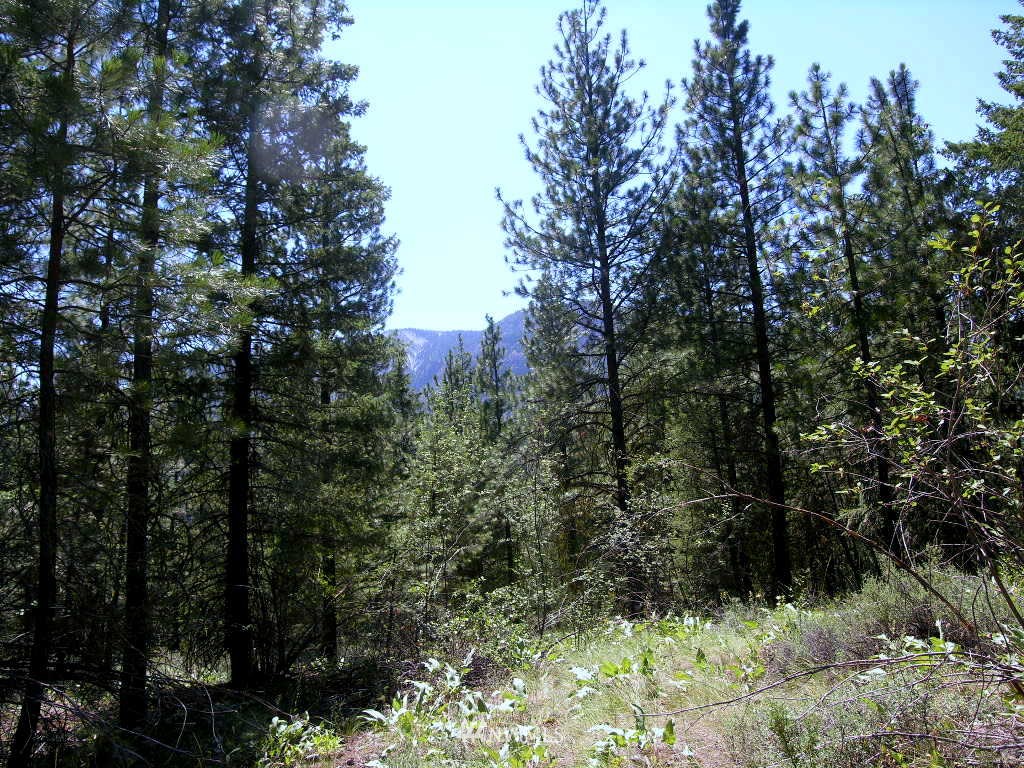 15 Homestead Road Winthrop, WA 98862 - Photo 7 of 12