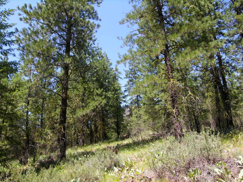 15 Homestead Road Winthrop, WA 98862 - Photo 9 of 12