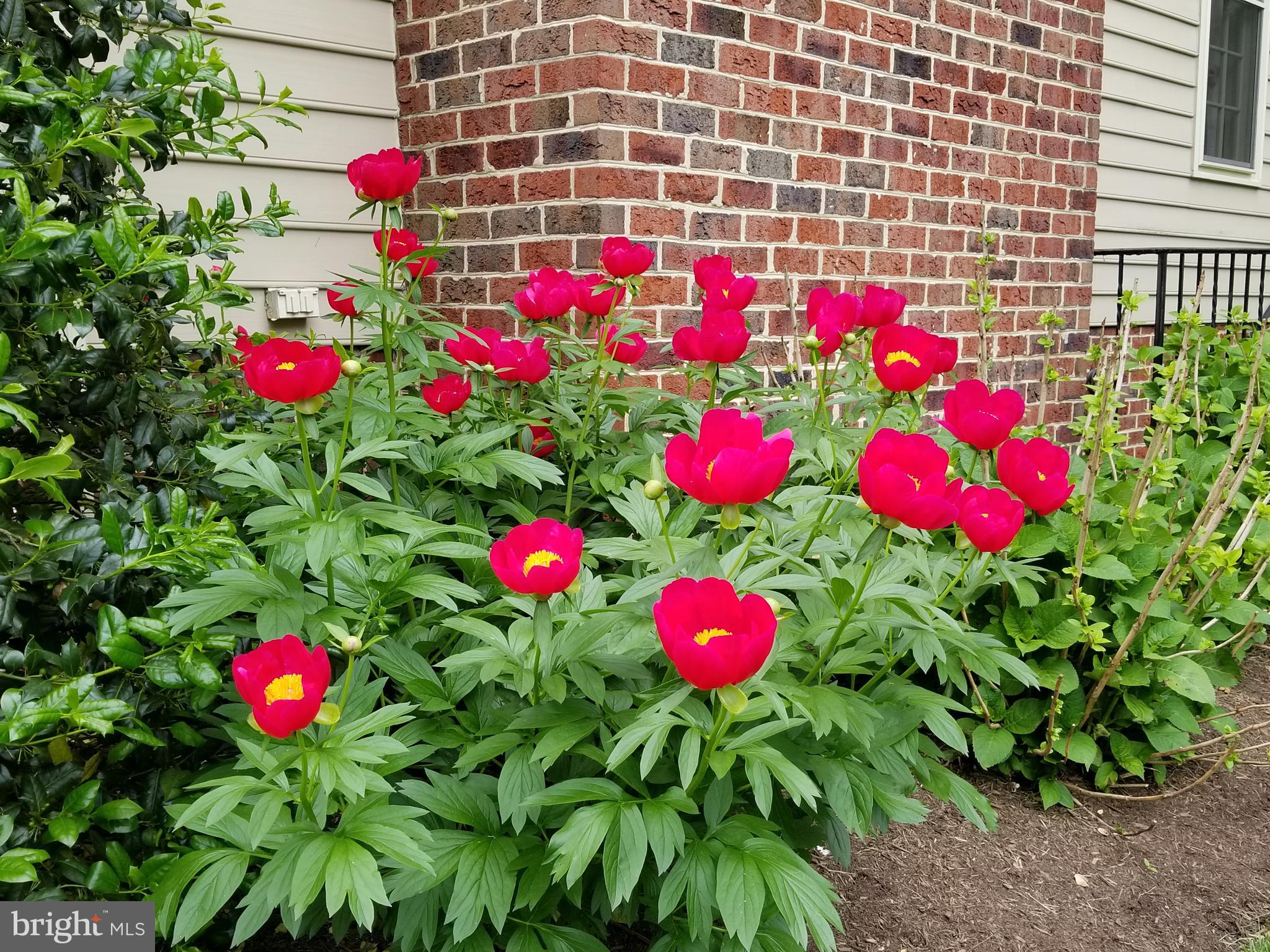 17 Buchanan Road Baltimore, MD 21212 - Photo 51 of 51 Landscaping