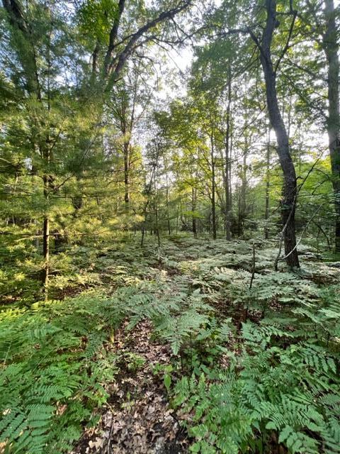 3675 Nasser (120 Acres) Road Fairview, MI 48621 - Photo 69 of 76 Gallery Image 69