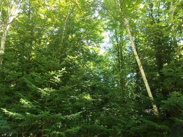 33-acres 33-acres Desperation Road Mercer, WI 54547 - Photo 10 of 17 Gallery Image 10
