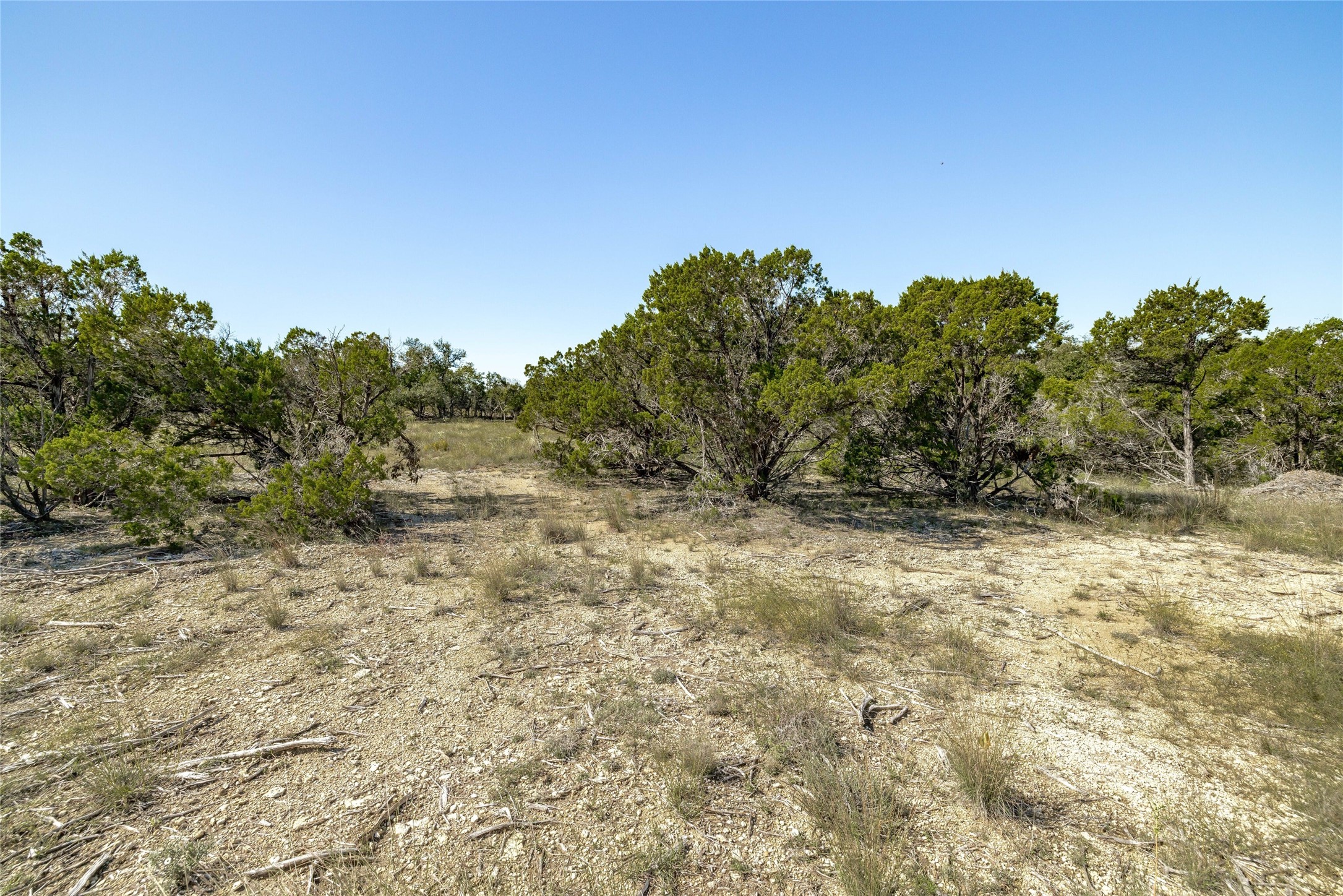 281 County Road 281 Leander, TX 78641 - Photo 9 of 31 a view of a dry yard with trees in the background