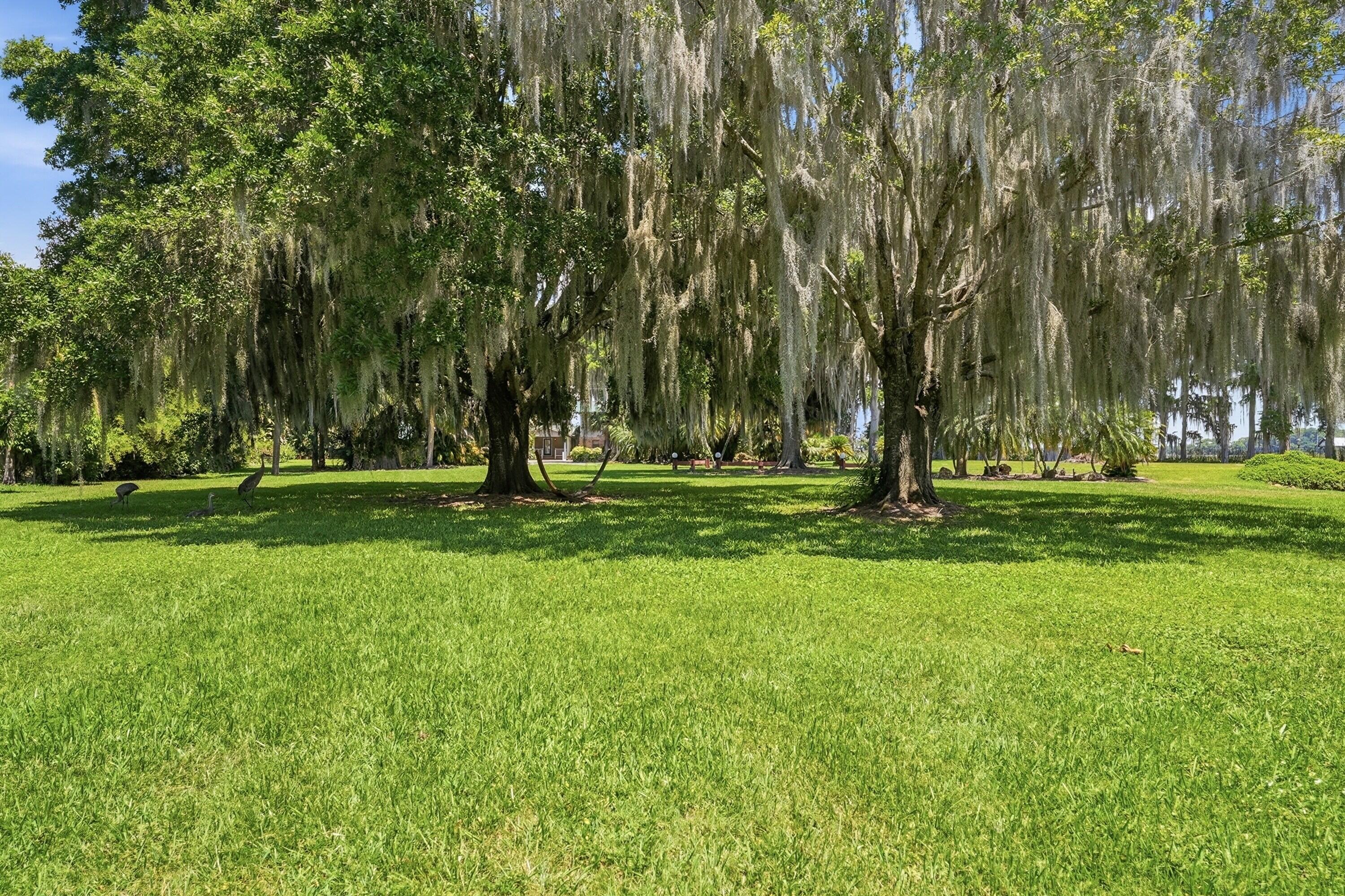 200 Windy Point Road Lake Placid, FL 33852 - Photo 61 of 74 a backyard of a house with lots of green space and trees
