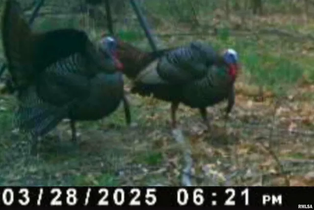 $209,000 | 0 Winstead Road, Cobden, IL 62920