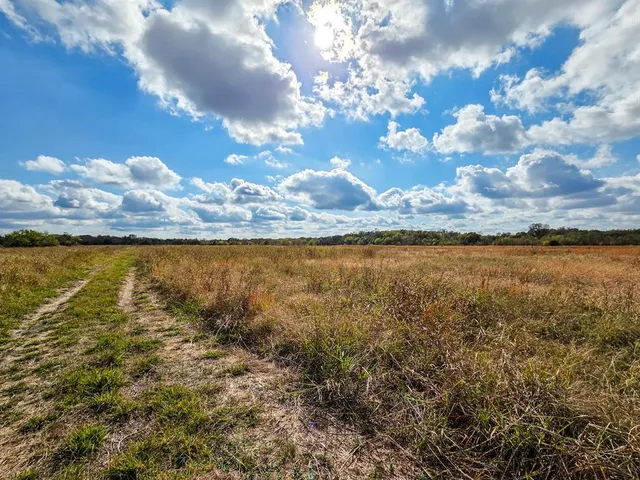 a view of a yard with plants and trees
