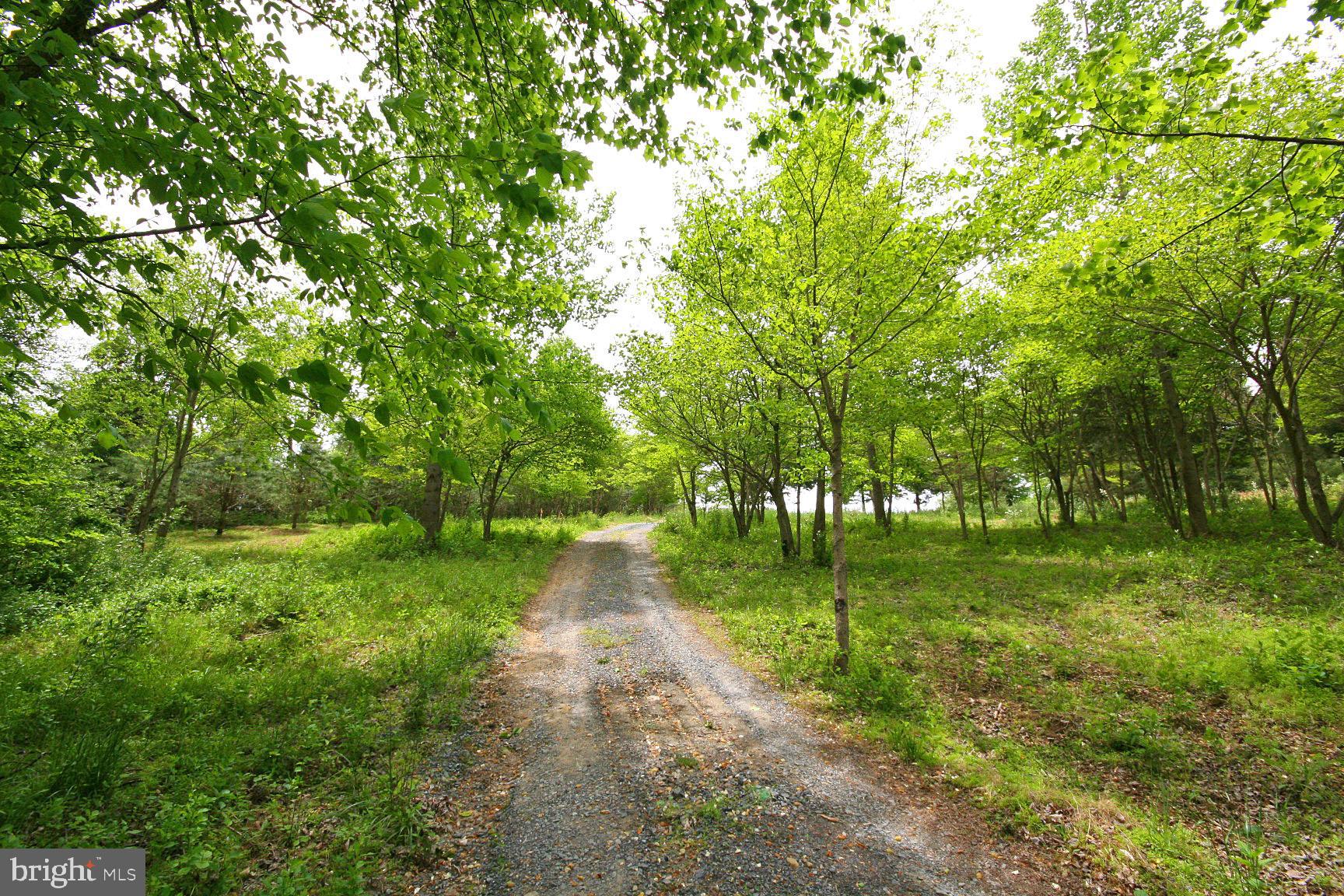 8191 Peters Road Frederick, MD 21704 - Photo 10 of 21 Lot 3 Driveway Goes Through A Spring Dogwood Grove