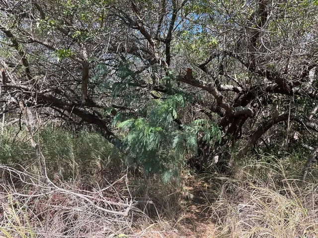 a view of a forest with a tree