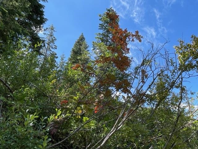 0 Big Creek Road Quincy, CA 95971 - Photo 18 of 19