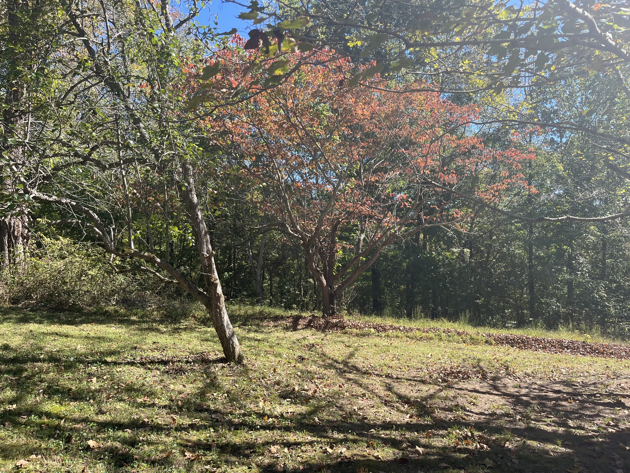 1125 Macon Wall Road Ashland City, TN 37015 - Photo 20 of 25 a swimming pool with wooden fence