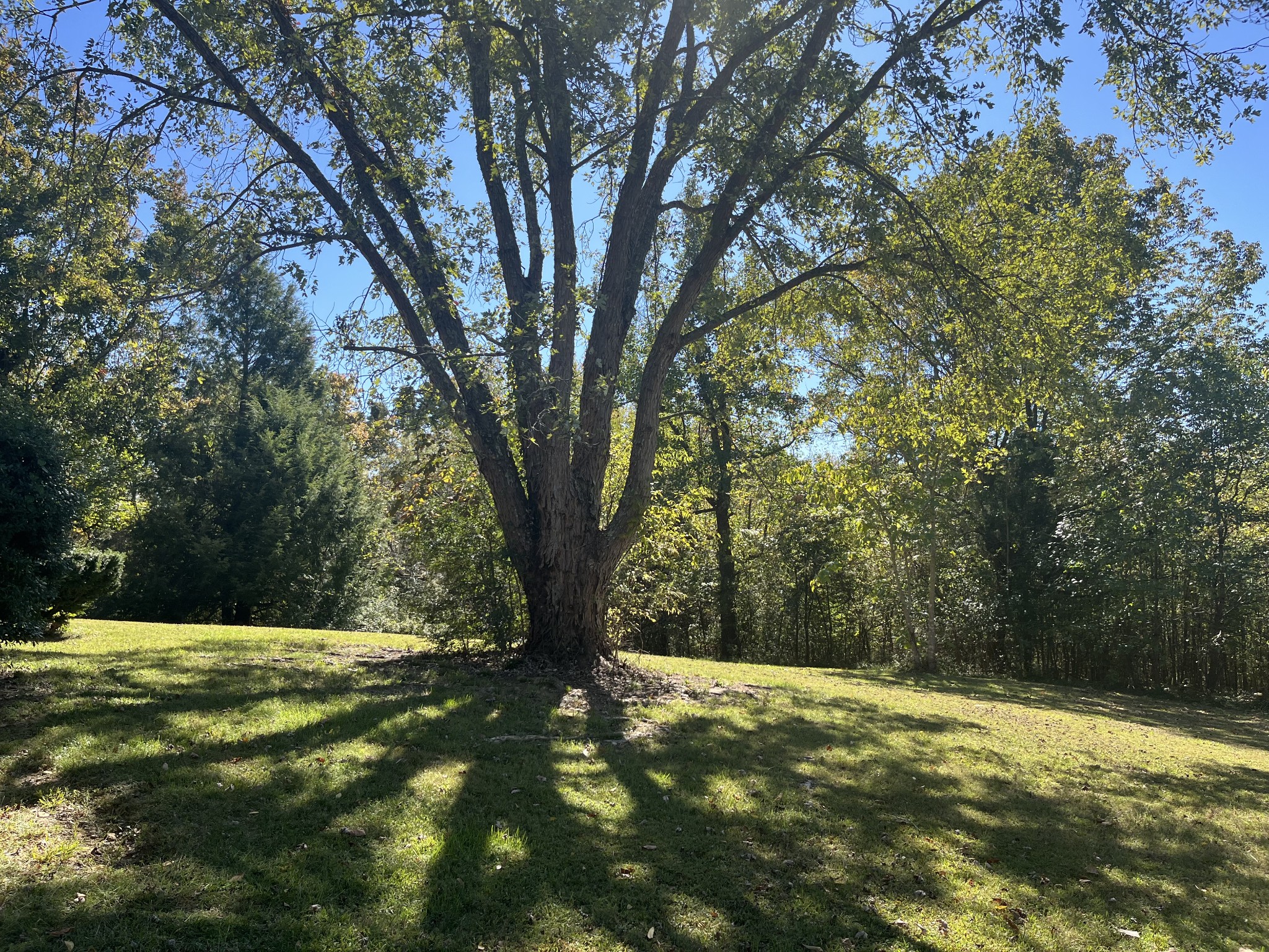 1125 Macon Wall Road Ashland City, TN 37015 - Photo 21 of 25 a view of yard with tree
