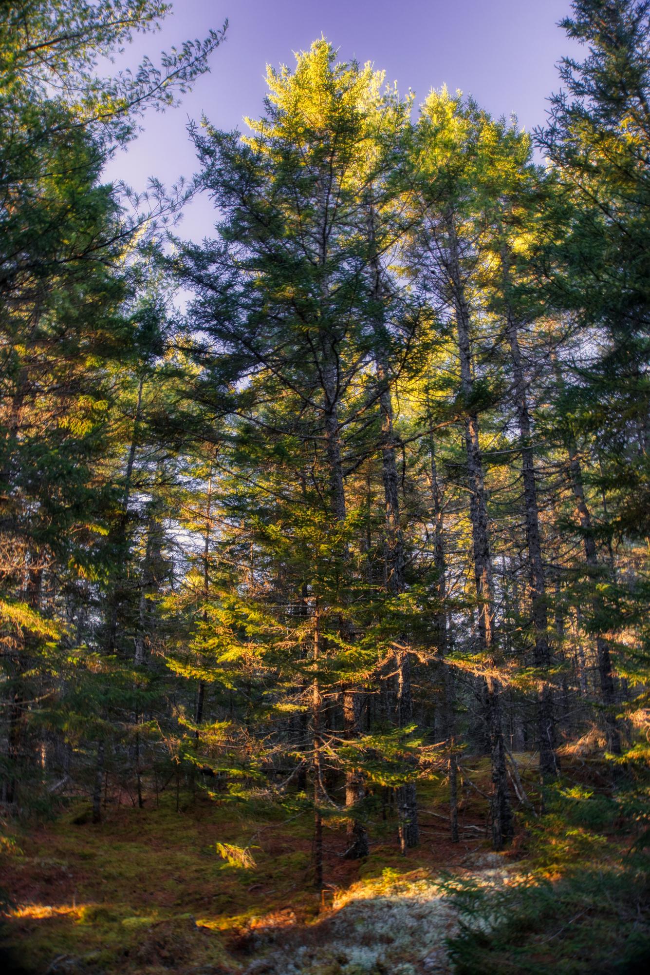 Tbd East Side Road Hancock, ME 04640 - Photo 16 of 16 inwoods view (22)
