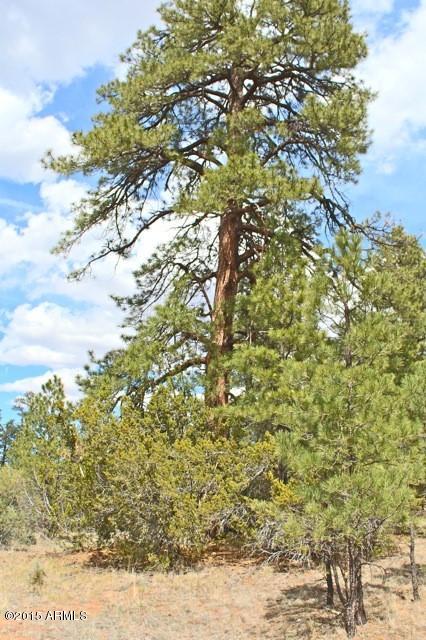 3042 Ponderosa Road, Unit 10 Overgaard, AZ 85933 - Photo 4 of 13 Lot4