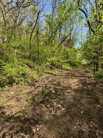 a view of a yard with plants and trees