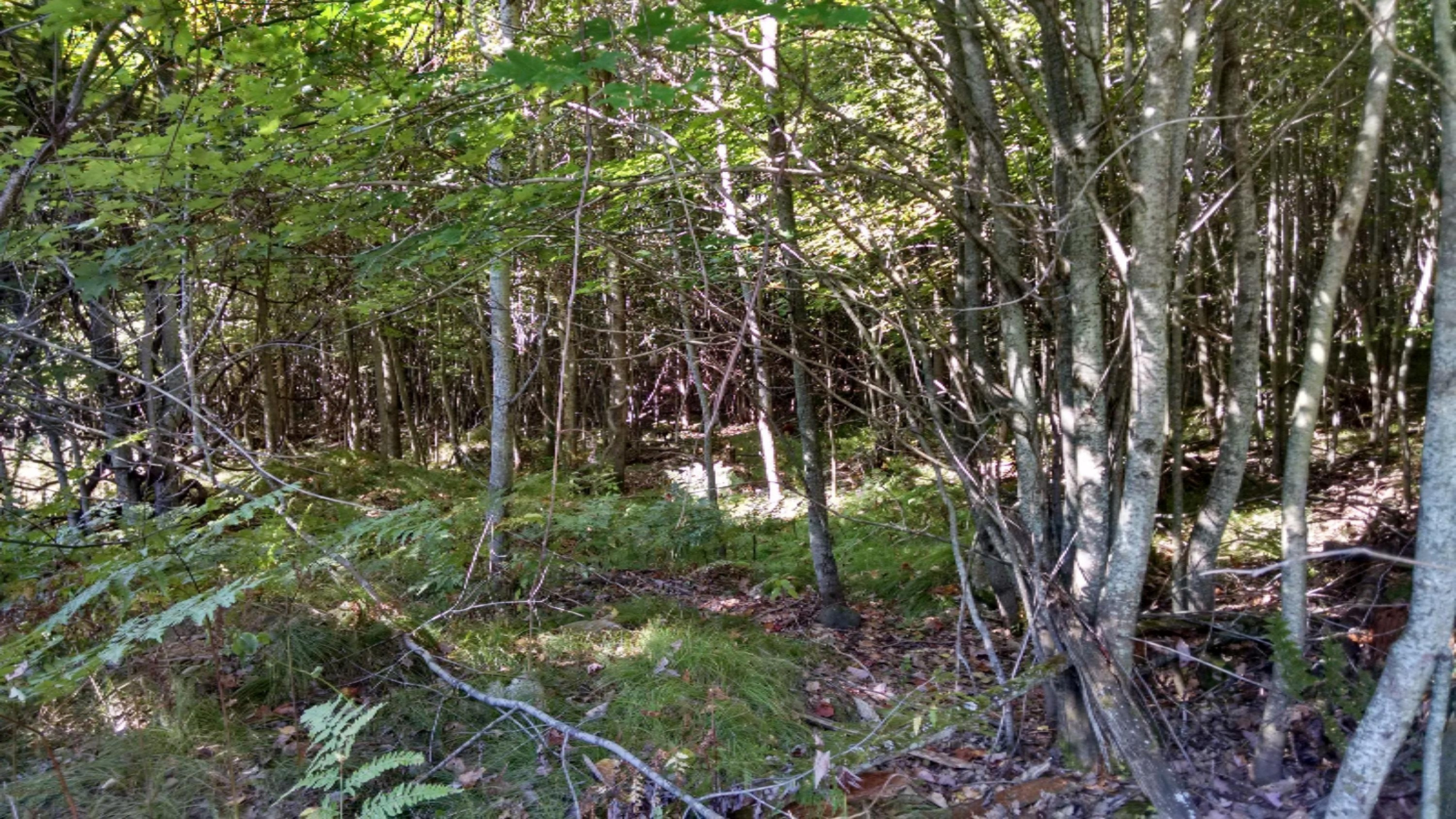 7598 East 84th Street Reed City, MI 49677 - Photo 11 of 12 IMG_20150917_105501151_HDR