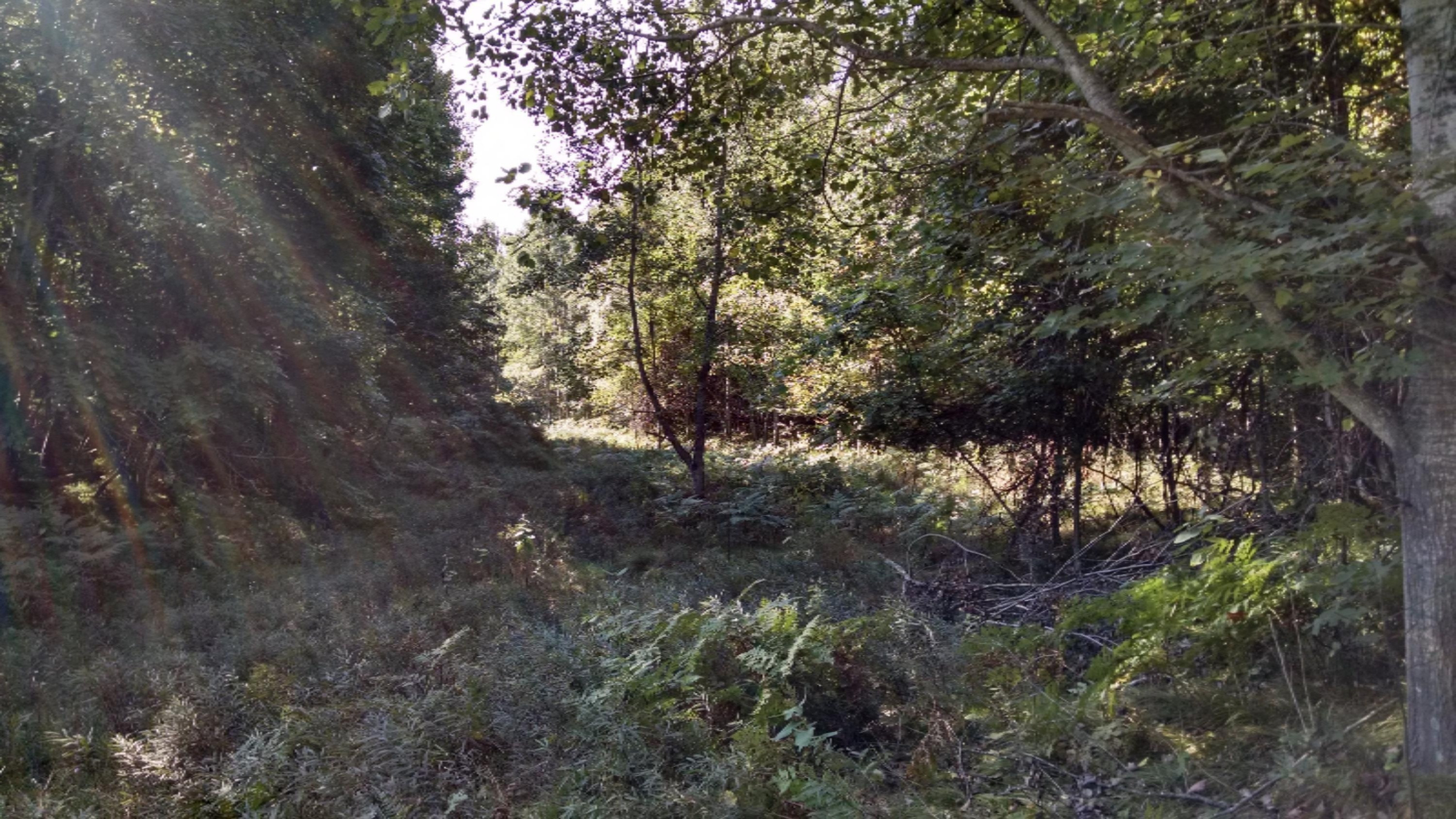 7598 East 84th Street Reed City, MI 49677 - Photo 10 of 12 IMG_20150917_105452229_HDR