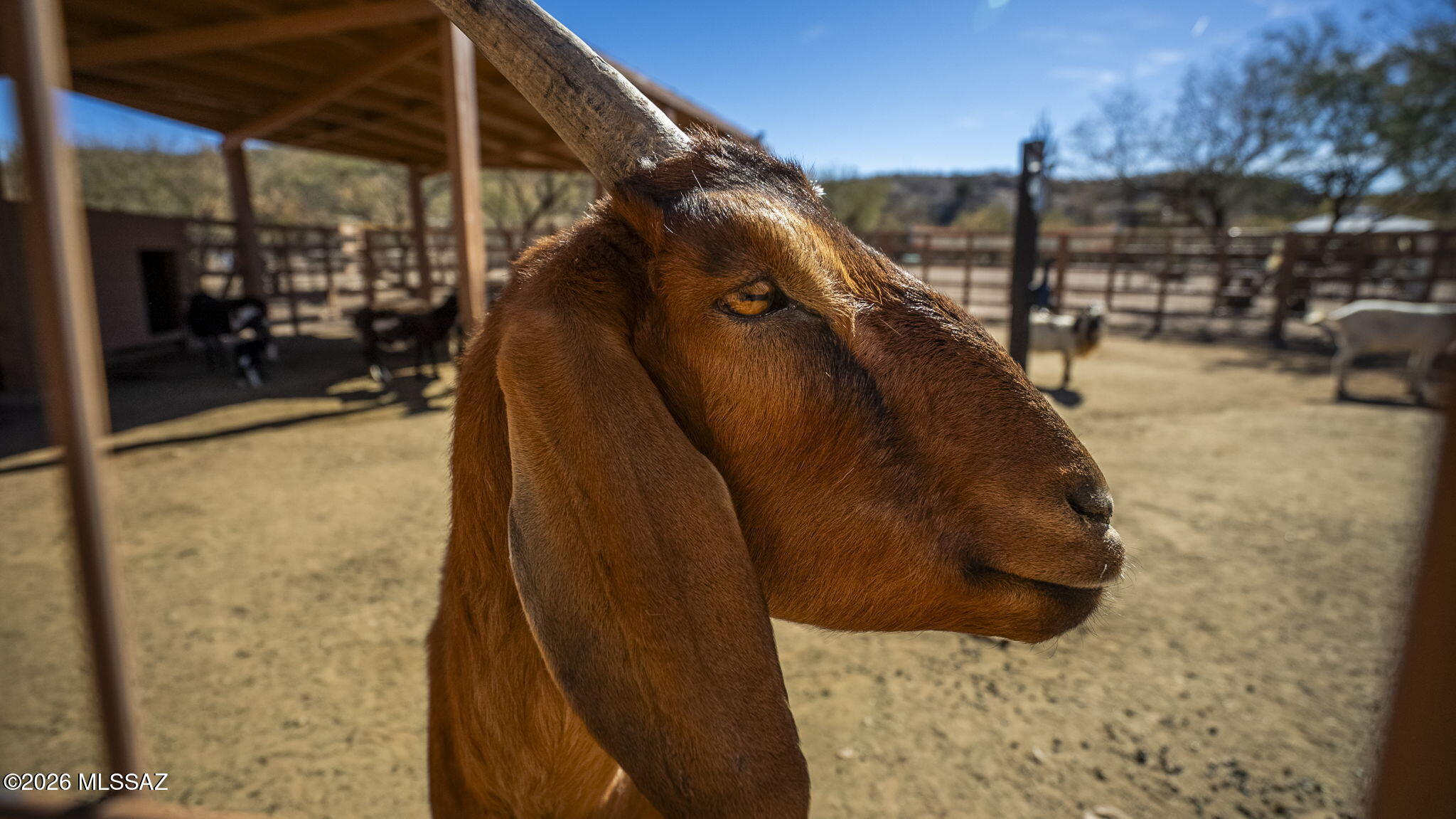 135 Calle Julia Ann Rio Rico, AZ 85648 - Photo 38 of 47 135 calle julia ann-5