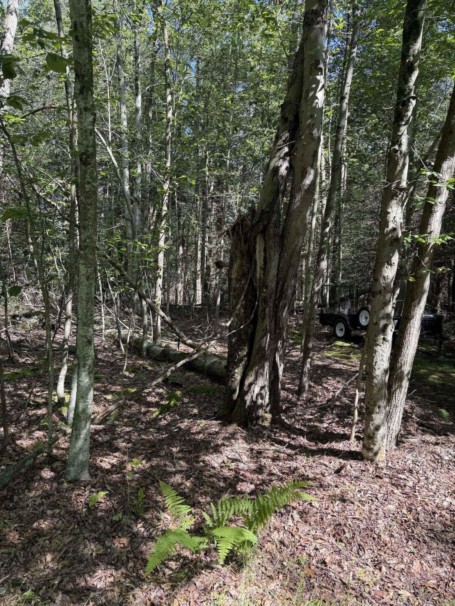 Fawn Road Hawley, PA 18428 - Photo 2 of 5 a view of a tree