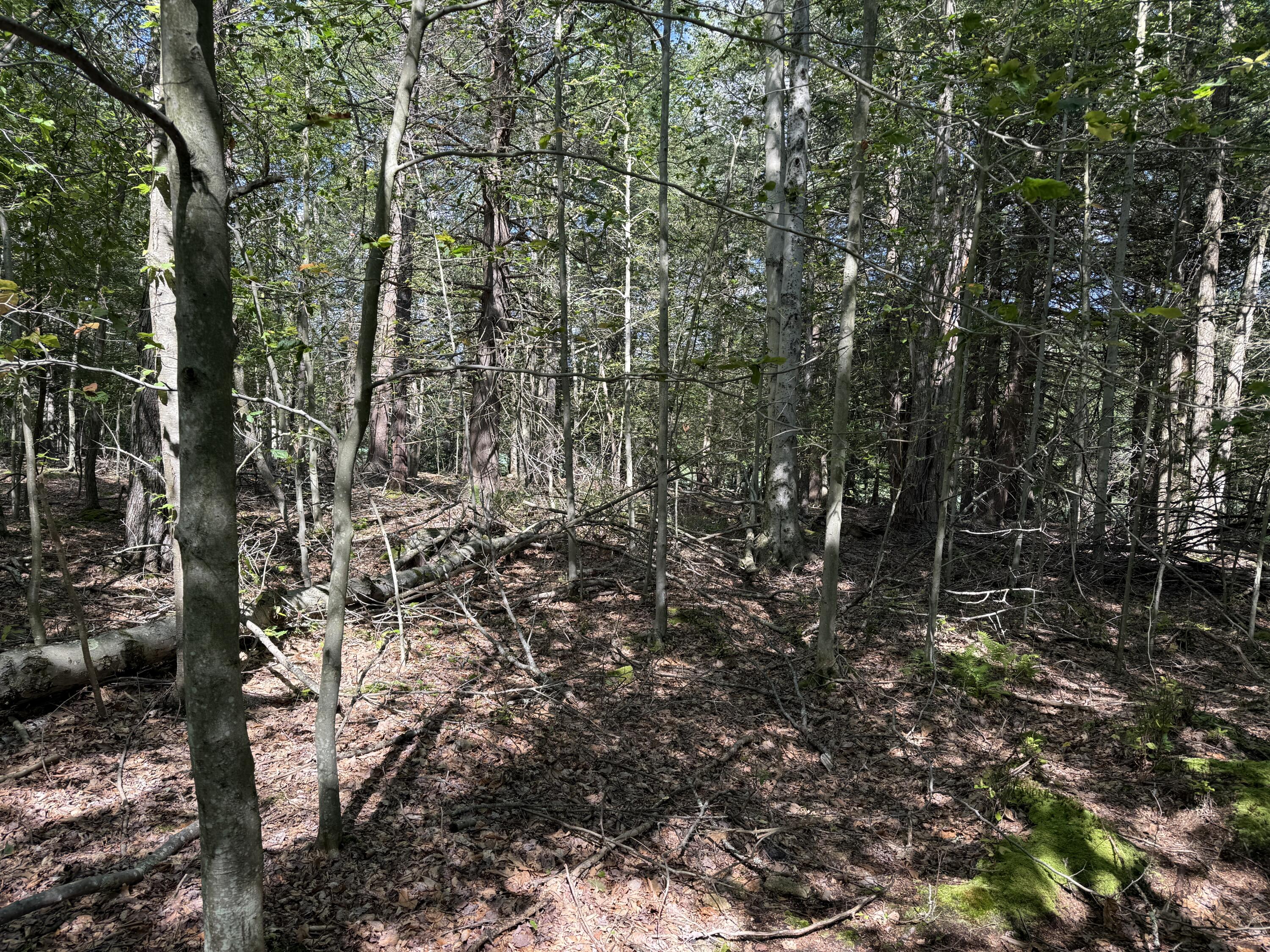 Fawn Road Hawley, PA 18428 - Photo 3 of 5 a view of forest