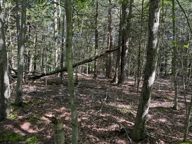 a view of outdoor space with deck and tree