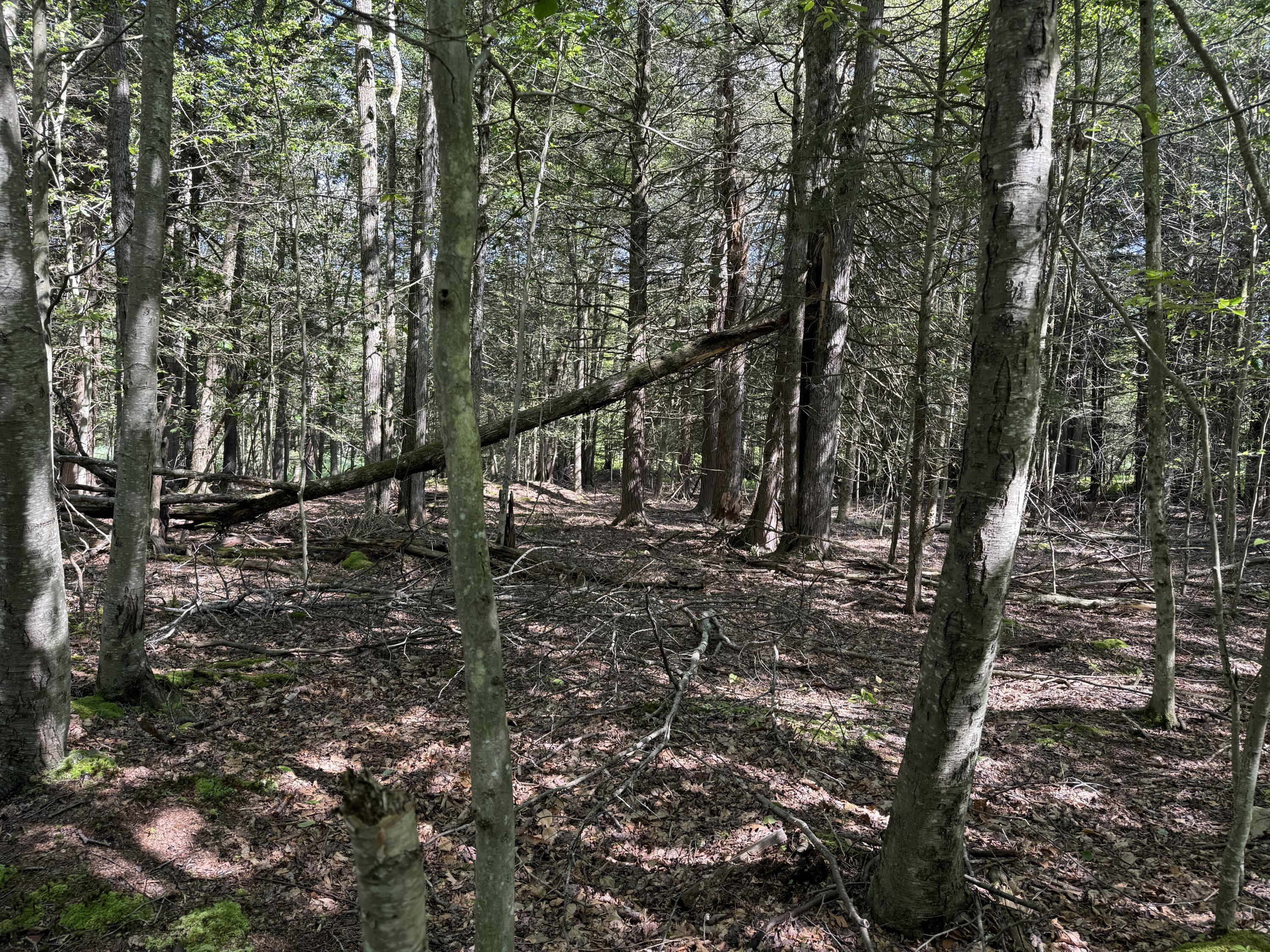 Fawn Road Hawley, PA 18428 - Photo 5 of 5 a view of outdoor space with deck and tree