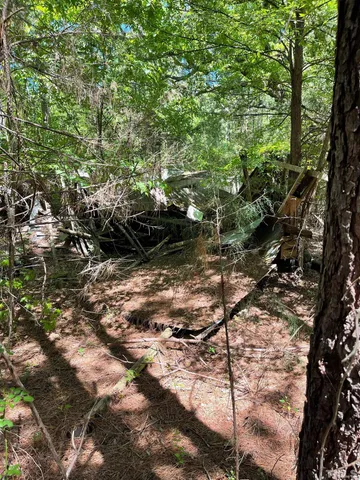 a view of a forest with trees