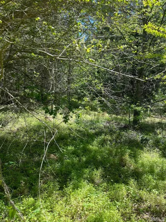 a view of a forest with a tree