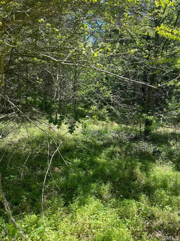 a view of a forest with a tree