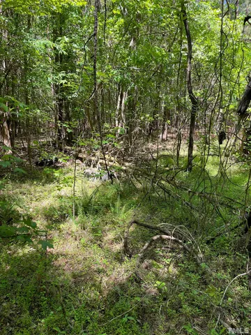 a view of a yard with plants and large trees