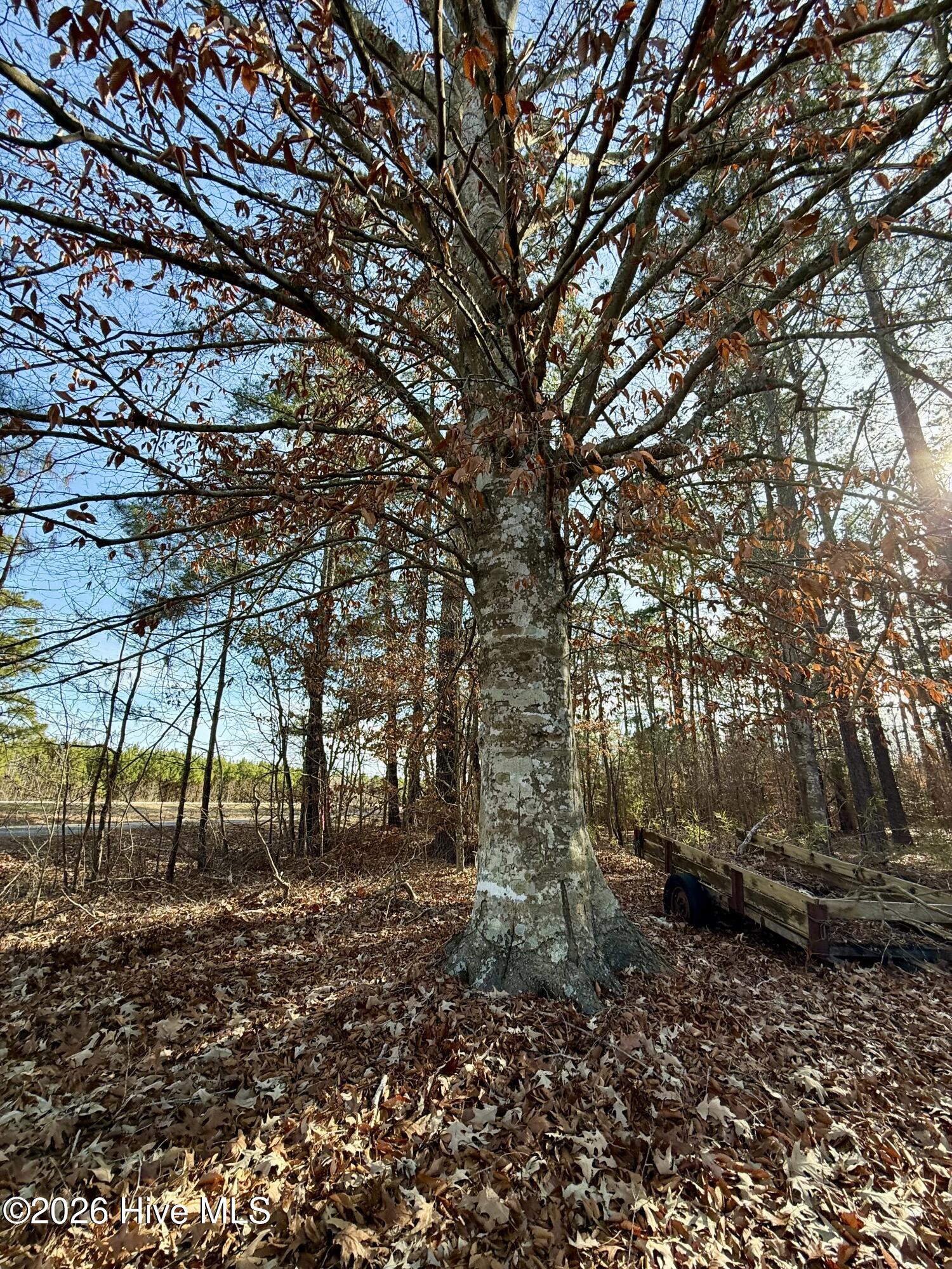 115 Layton Road Windsor, NC 27983 - Photo 27 of 29 IMG_6749
