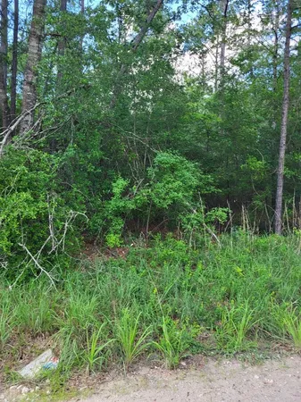 a view of a dirt road with trees in the background