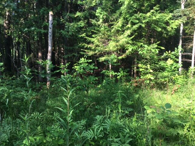 10-acres Rose Road Cheboygan, MI 49721 - Photo 5 of 12 Gallery Image 5