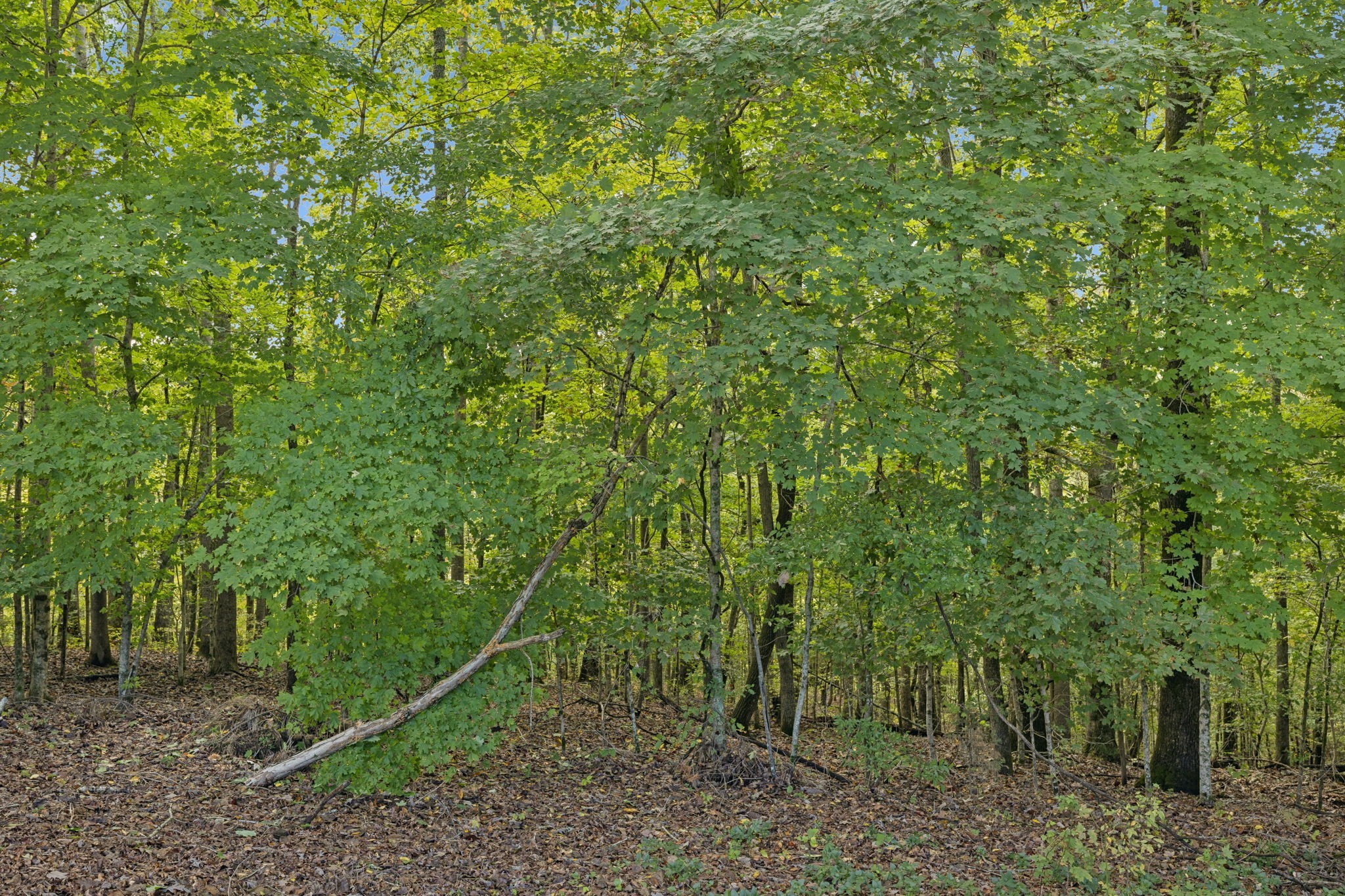7144 Carter Road Fairview, TN 37062 - Photo 32 of 39 a view of a backyard