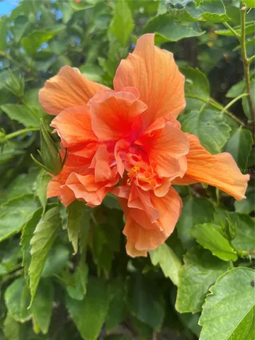 $2,495 | 124 Dogwood Circle, Seminole, FL 33777