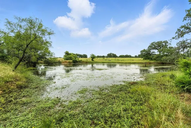a view of a forest with trees in the background