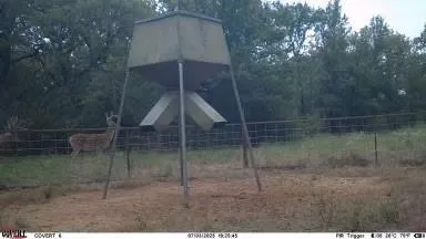 a view of a big yard with plants and a large tree