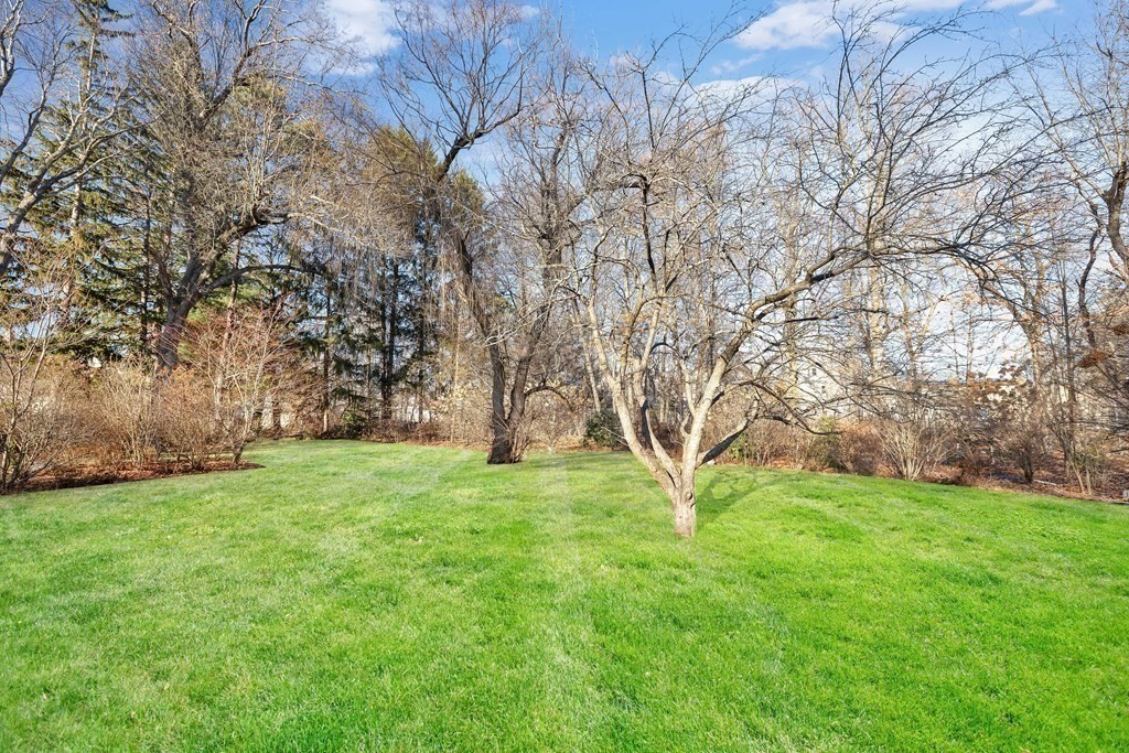 25 Daviston Street Springfield, MA 01108 - Photo 37 of 42 a view of a garden with a tree