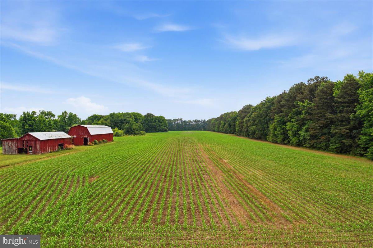 38125 Louis Thomas Road Avenue, MD 20609 - Photo 61 of 73 PROPERTY IS BEING FARMED