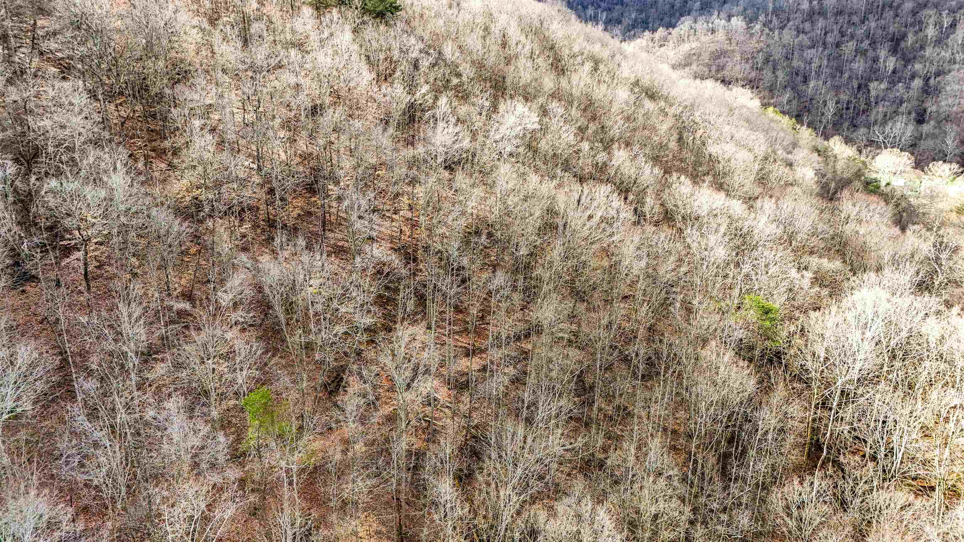 Bowen Creek Road Branchland, WV 25506 - Photo 2 of 14 Gallery Image 2