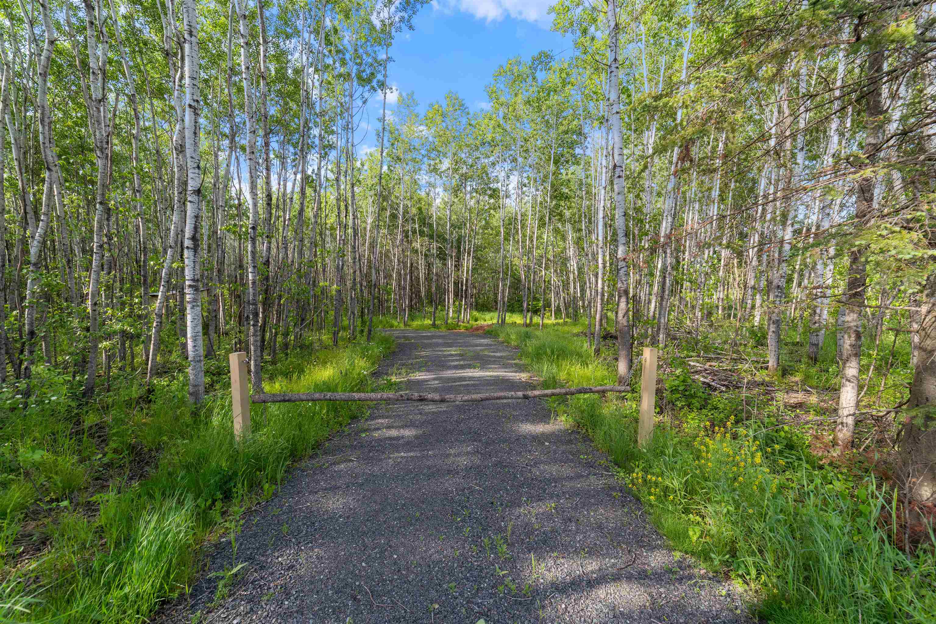 View of street with a forest view