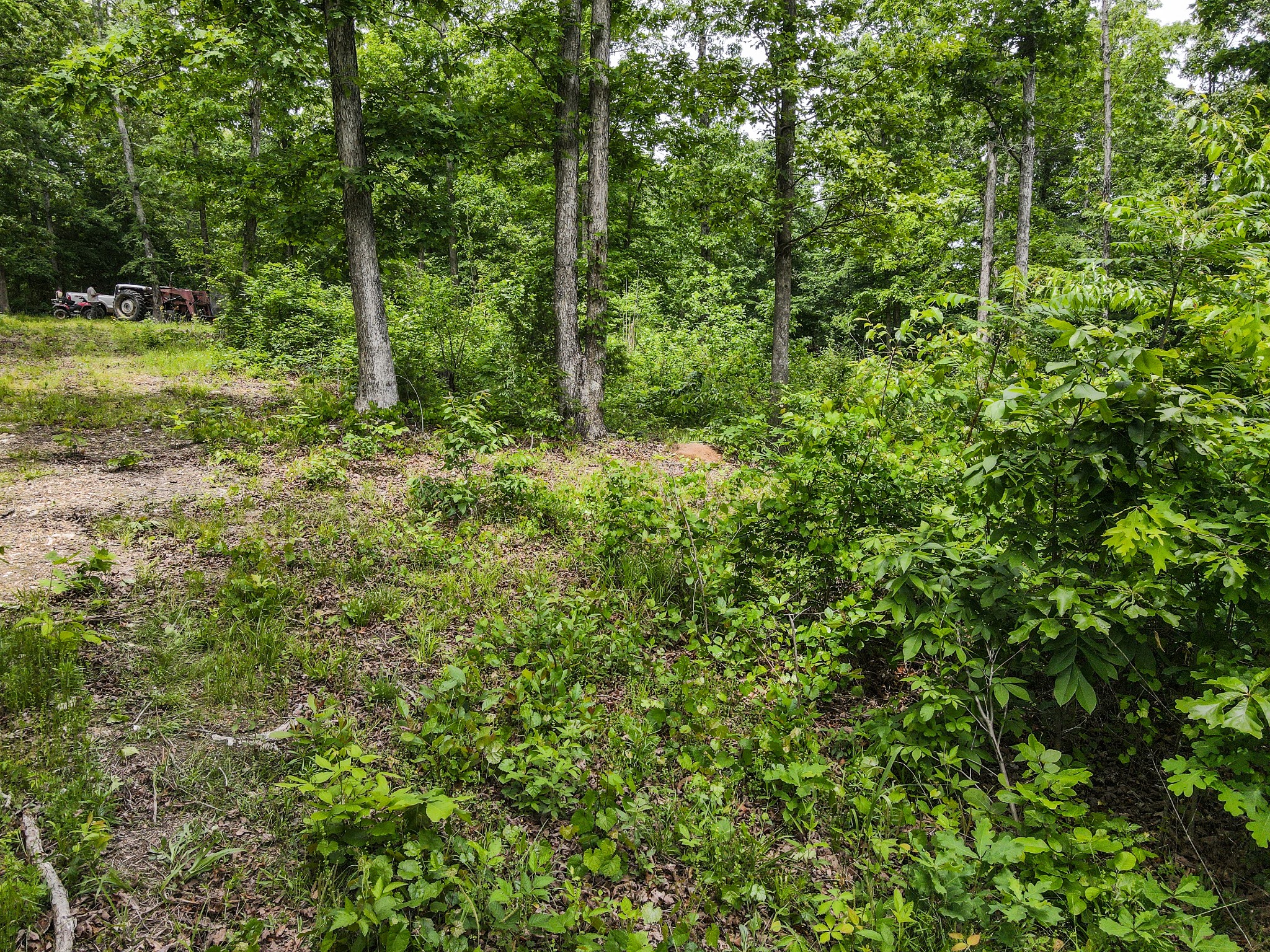 1855 Shiloh Church Road Camden, TN 38320 - Photo 12 of 81 a view of a lush green forest