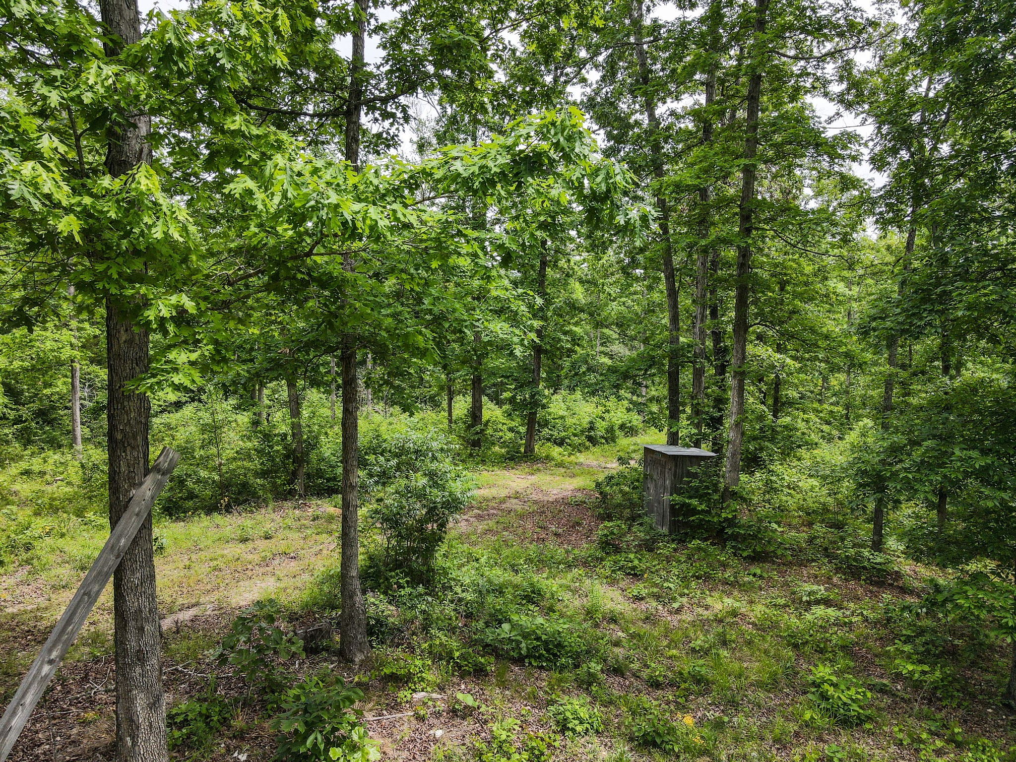 1855 Shiloh Church Road Camden, TN 38320 - Photo 13 of 81 a view of a forest that has large trees