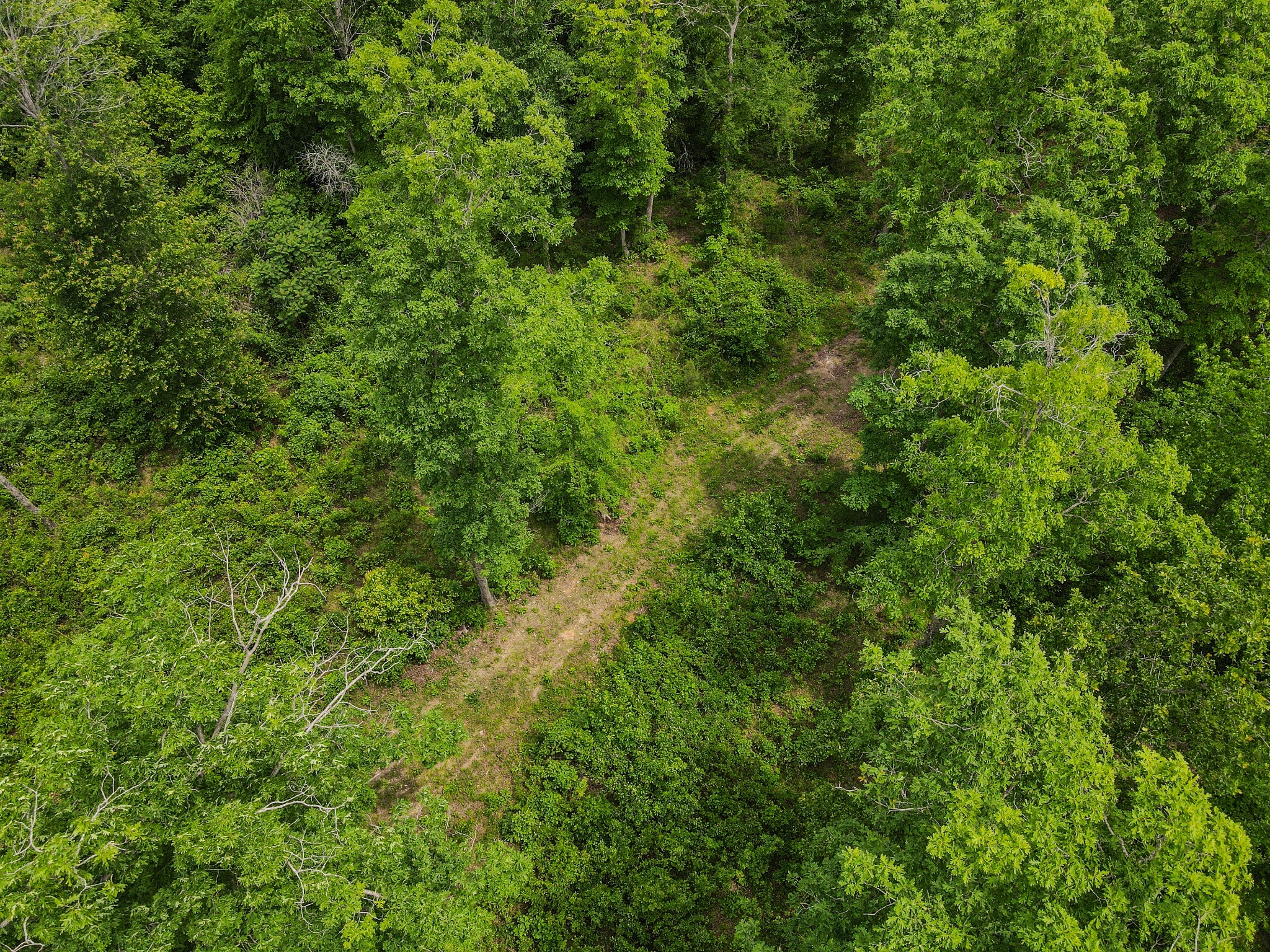 1855 Shiloh Church Road Camden, TN 38320 - Photo 16 of 81 a view of a lush green forest with lots of trees