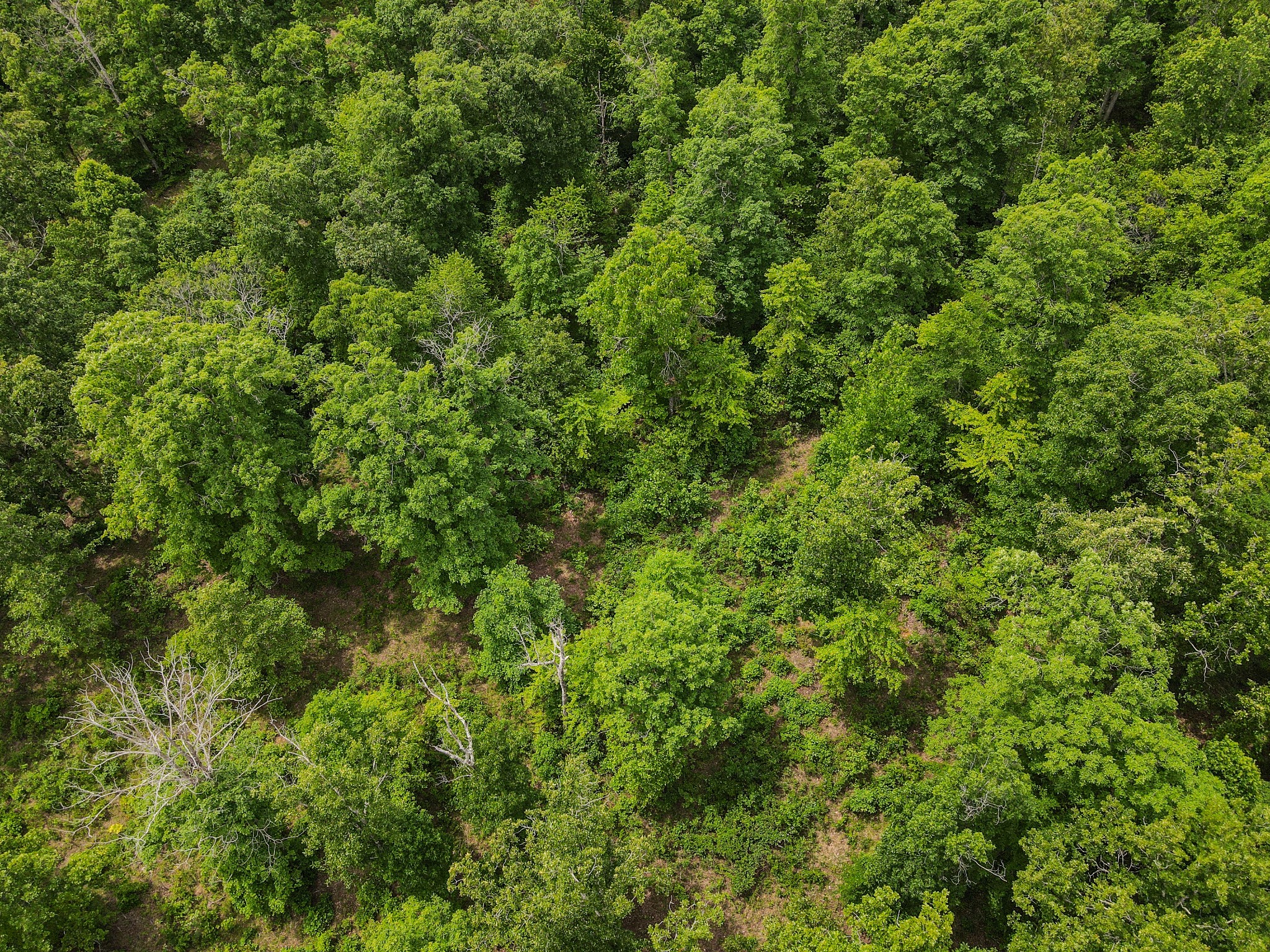 1855 Shiloh Church Road Camden, TN 38320 - Photo 17 of 81 a view of a lush green forest with lots of trees