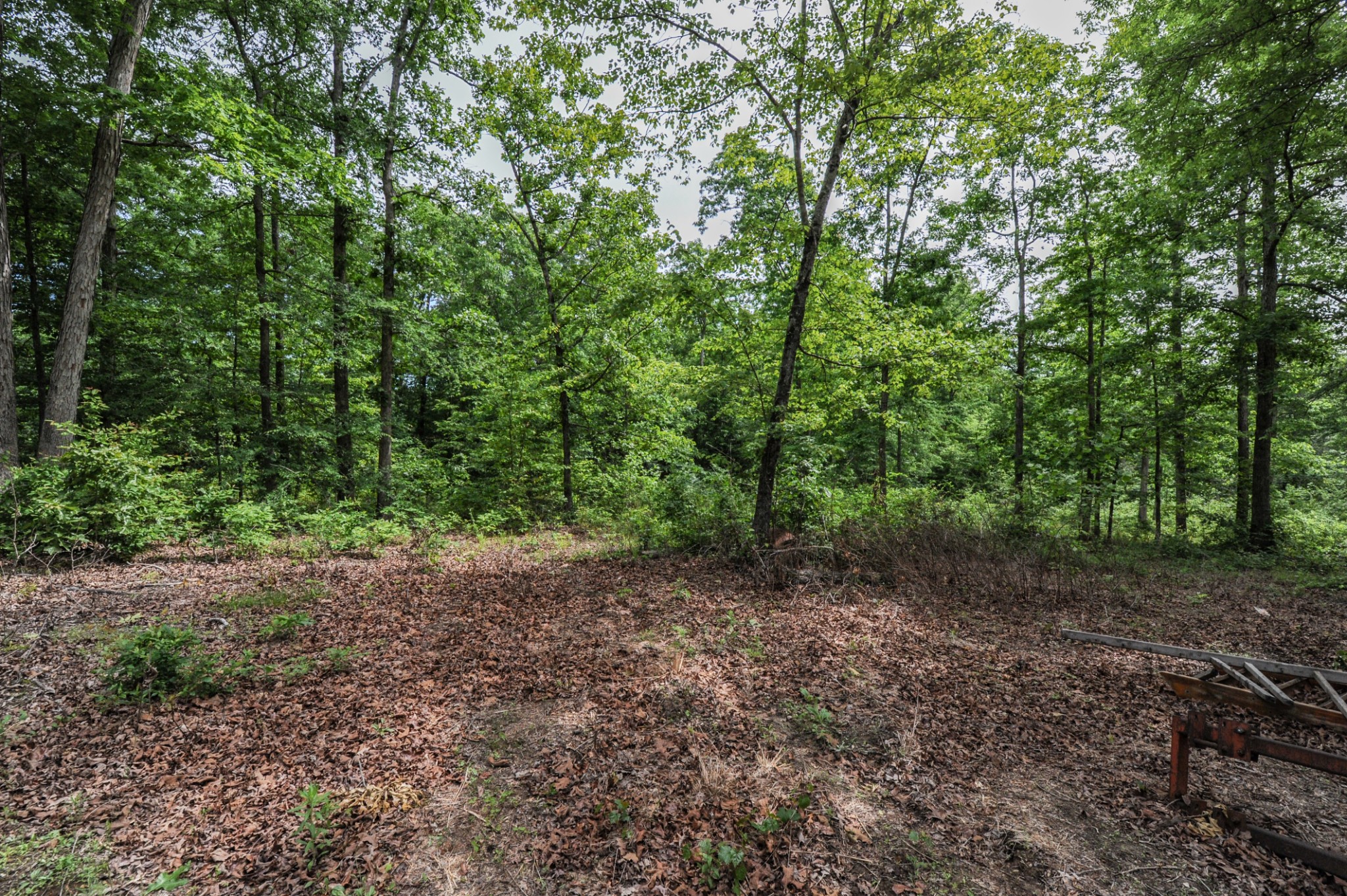 1855 Shiloh Church Road Camden, TN 38320 - Photo 19 of 81 a view of a forest with trees in the background