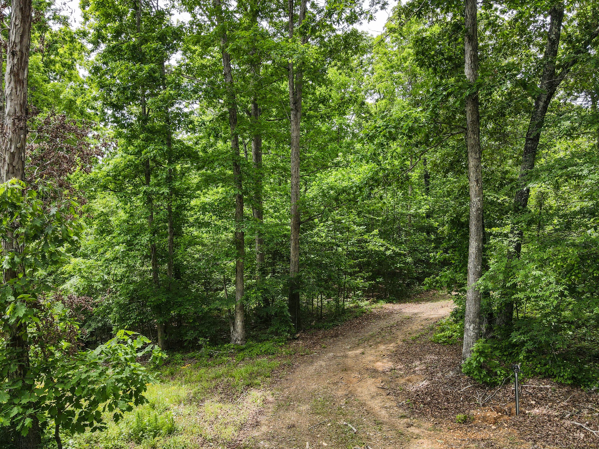 1855 Shiloh Church Road Camden, TN 38320 - Photo 2 of 81 a view of a forest with trees in the background