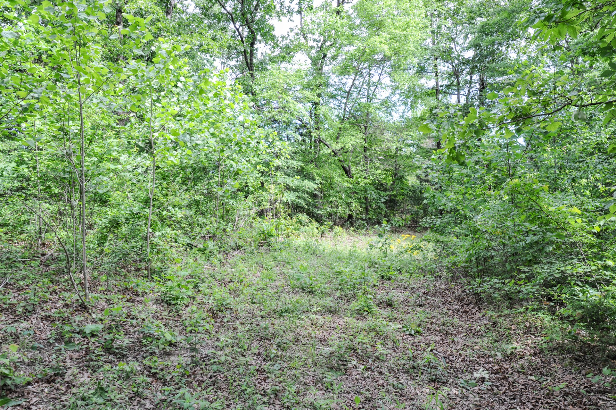 1855 Shiloh Church Road Camden, TN 38320 - Photo 23 of 81 a view of a lush green forest