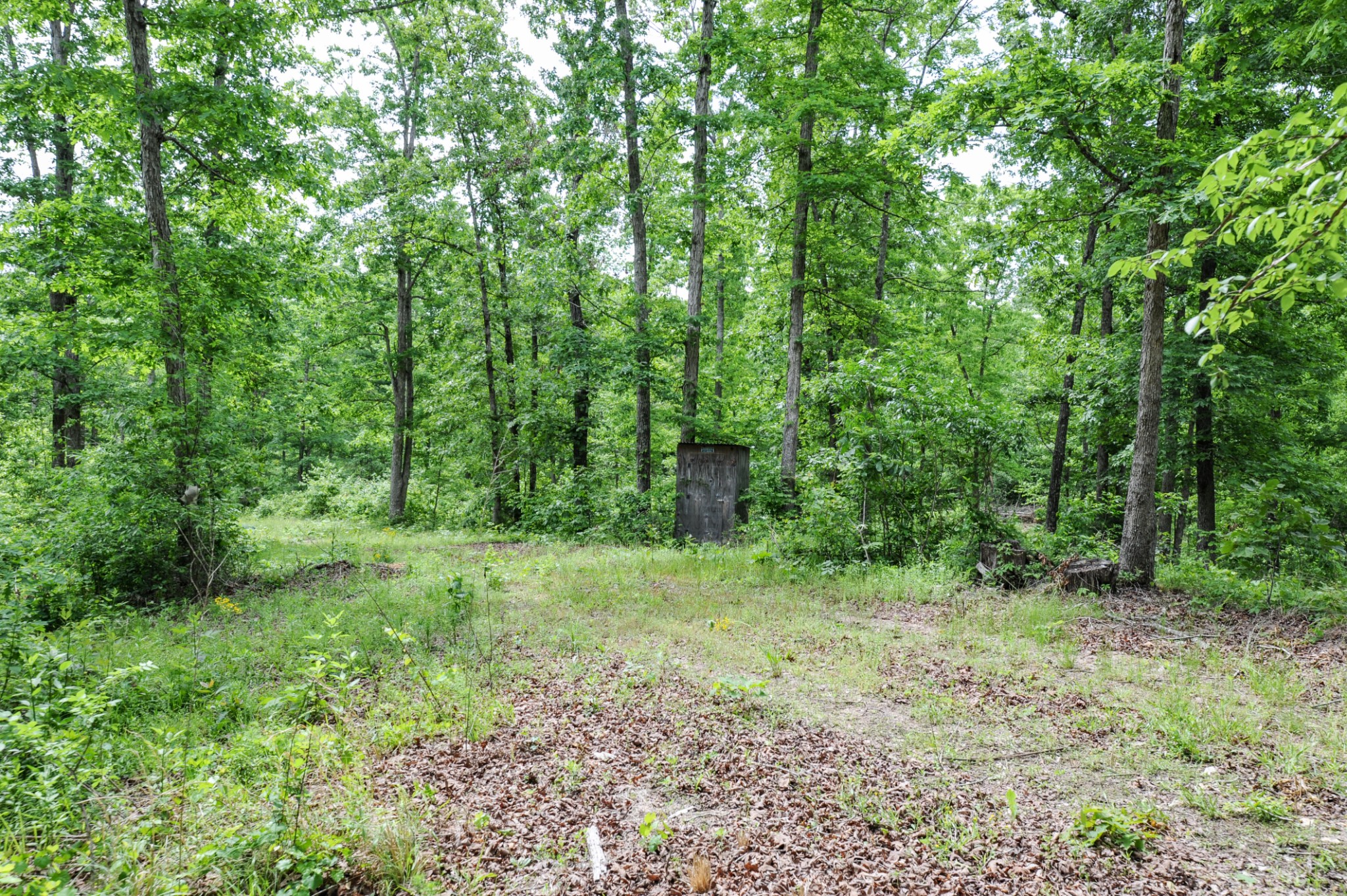1855 Shiloh Church Road Camden, TN 38320 - Photo 28 of 81 a big yard with lots of green space and deers