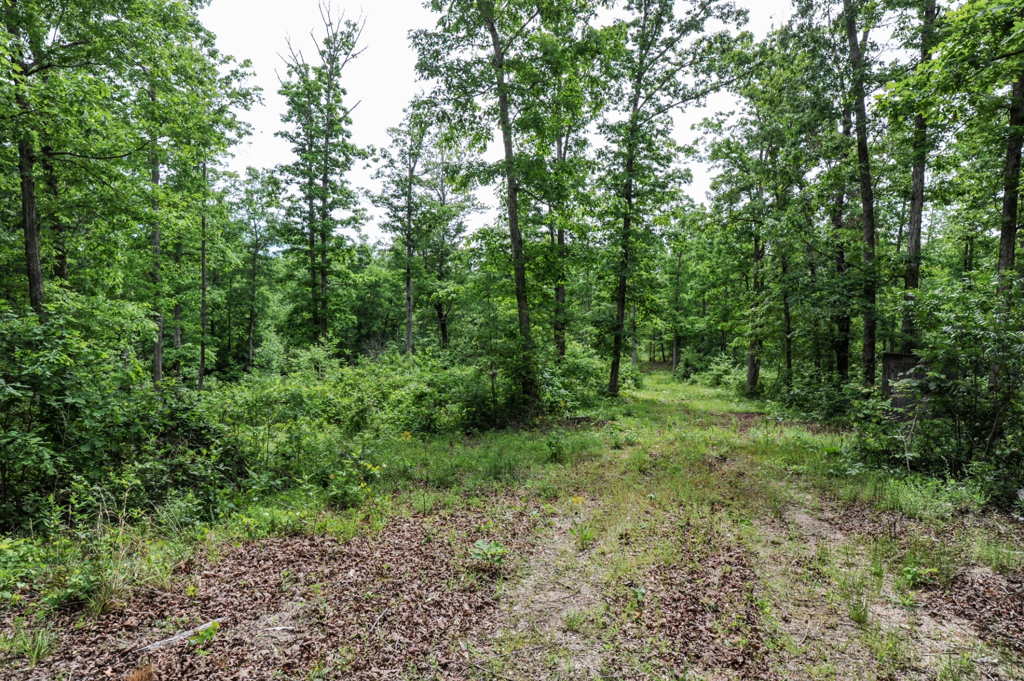 1855 Shiloh Church Road Camden, TN 38320 - Photo 29 of 81 a view of a lush green forest