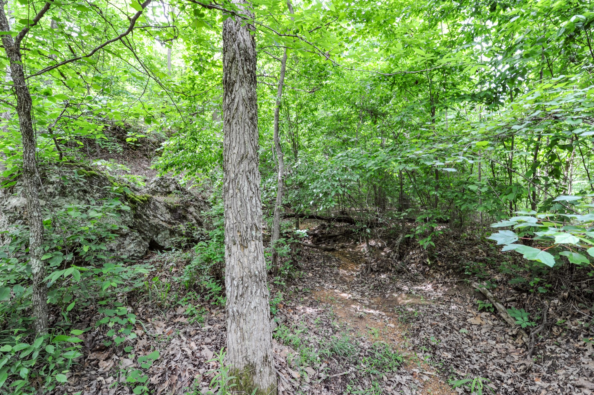 1855 Shiloh Church Road Camden, TN 38320 - Photo 30 of 81 a view of a forest with trees