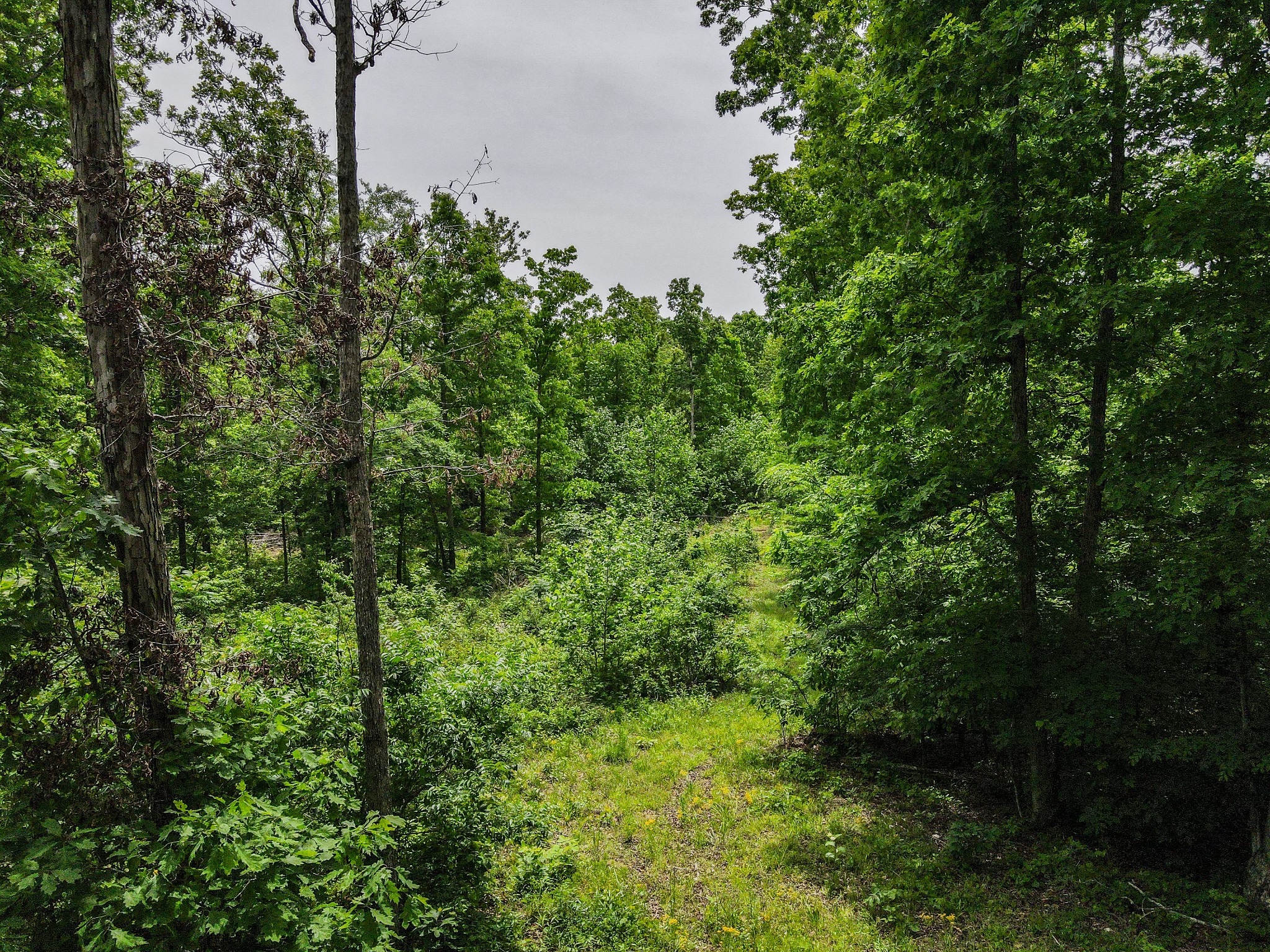 1855 Shiloh Church Road Camden, TN 38320 - Photo 3 of 81 a view of a lush green forest